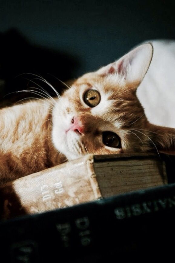 bookcat (1).jpg
